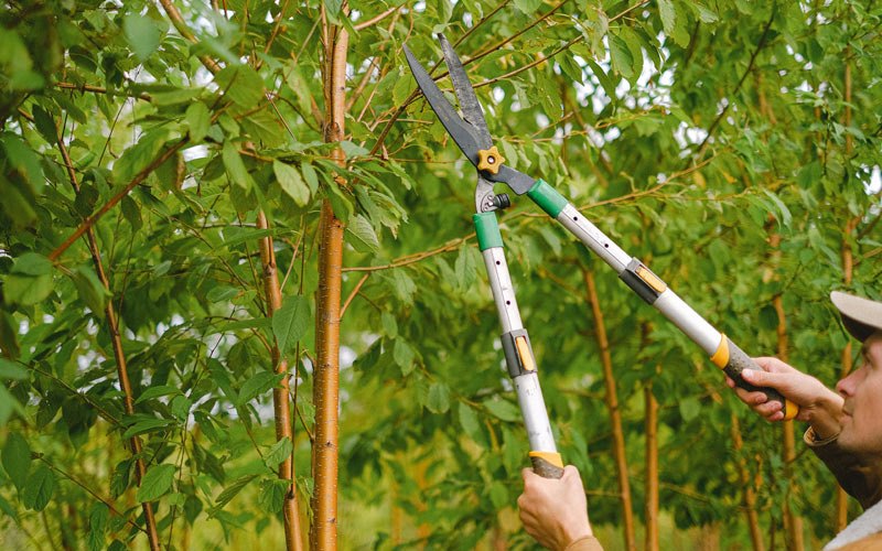 Tree trimming in Quimby, IA